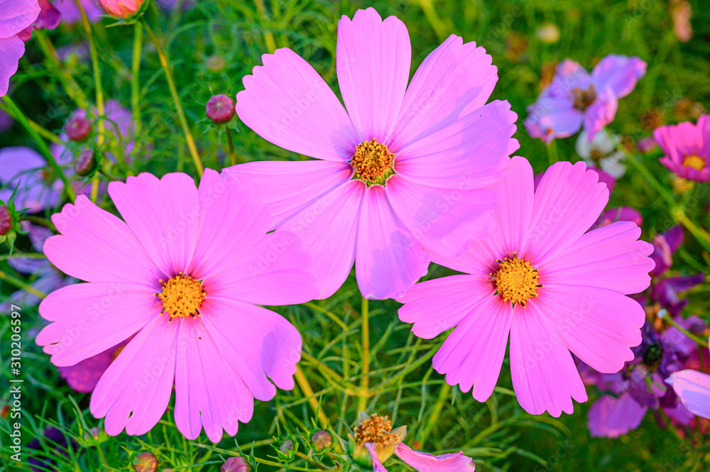 Selective focus of beautiful pink flower with soft blurred bokeh background. Selective focus of beautiful pink flower with soft blurred bokeh background.