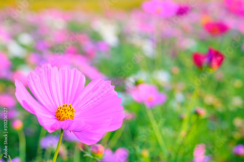 Selective focus of beautiful pink flower with soft blurred bokeh background.