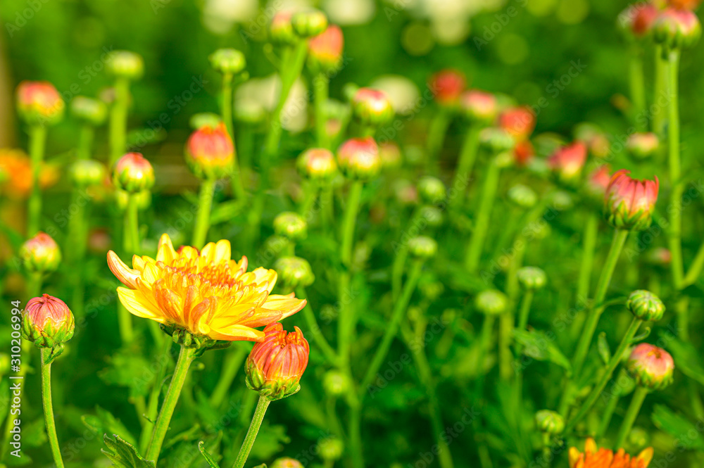 Selective focus of beautiful orange or yellow flower with soft blurred bokeh background. Selective focus of beautiful orange or yellow flower with soft blurred bokeh background.