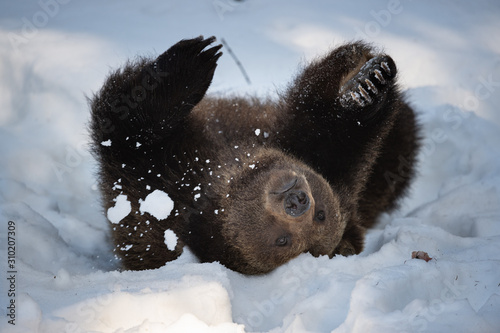 Braunbär wälzt sich im Schnee und schleudert Schneebälle mit den Tatzen