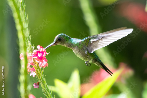A female Blue-chinned Sapphire feeding on Vervain flowers in a tropical garden with a bright background.