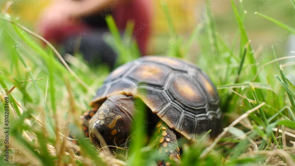 Turtle Eating Dry Grass in a Green Garden