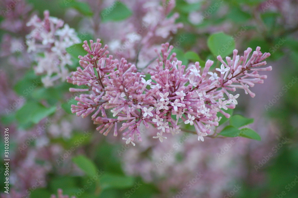 Obraz premium Blooms