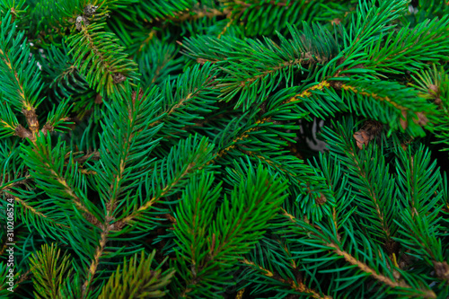 Christmas tree branches closeup. Coniferous tree  texture  background.