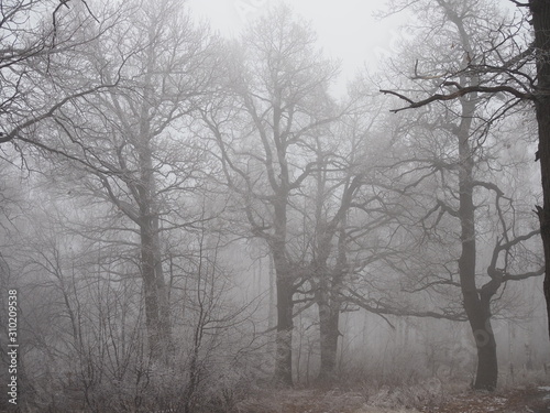 mysterious forest in fog in late autumn, tree branches covered with frost © Yulia