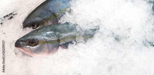 Fresh hamachi, buri or Japanese yellow tail fish freezing on ice for sale at seafood market or supermarket.