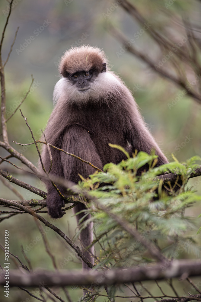 Obraz premium Weißbartlangur auf Baum