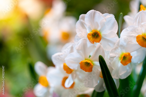 Close-up of White and Yellow Daffodils