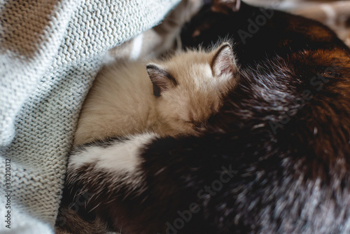 Mom cat hugs her cute fluffy little kitten lying on the blanket. Maternal care and love of Pets
