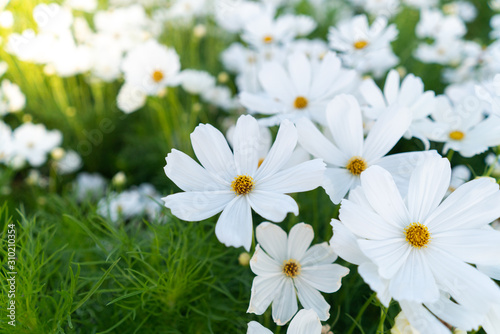 Cosmos flowers blooming in the garden