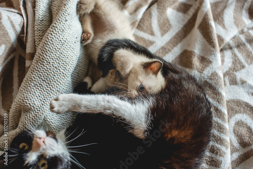Mom cat hugs her cute fluffy little kitten lying on the blanket. Maternal care and love of Pets © Artem