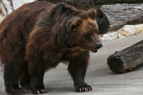 Wild brown bear at the zoo.