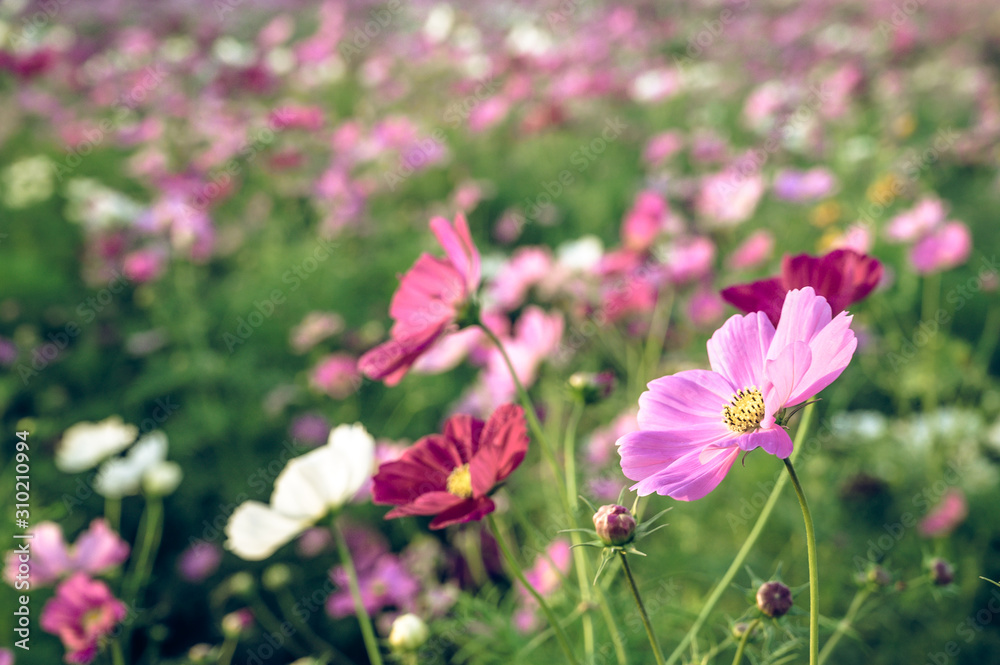 Vintage style of  Selective focus of beautiful pink flower with soft blurred bokeh background.