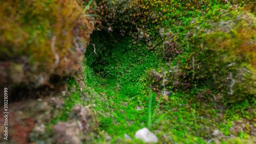 mushroom in the forest