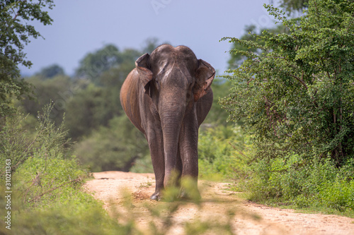 Sri-Lanka-Elefanten Bulle wandert frontal auf Sand-Pfad