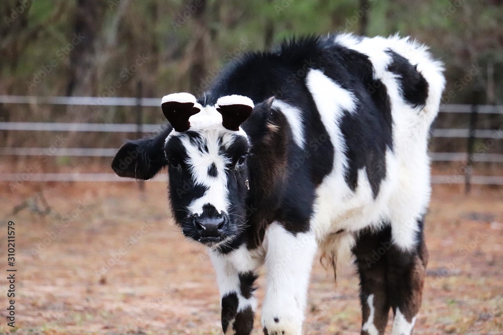 Christmas cow Christmas cow