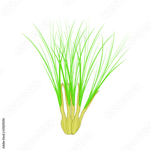 Lemongrass isolated on white background. Lemongrass, or Citronella leaves in cartoon style for cosmetics labels, natural health products, logo, price tag, tea label, packaging design. Stock vector