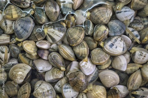 fresh clams at the fish market in the water. Ideal for background. seafood..