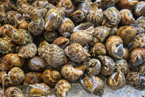 Sweet shellfish ( Spotted babylon ) at seafood market. photo