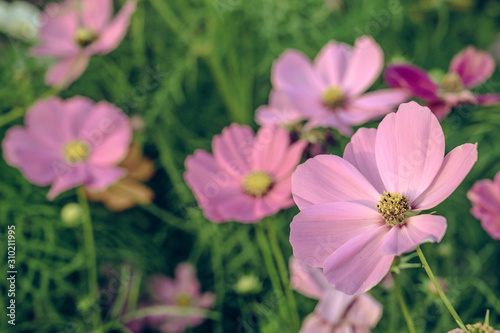 Vintage style of  Selective focus of beautiful pink flower with soft blurred bokeh background.