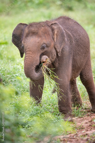 Baby Sri-Lanka-Elefant spielt mit Grassbüschel im Rüssel