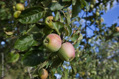 Close-up of apples ripening on tree