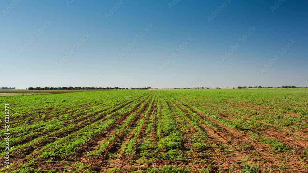 Early morning timelaspe of a tractor spraying pesticides for insects over a corn field (maize land) with very young crops in the country side. Early morning timelaspe of a tractor spraying pesticides for insects over a corn field (maize land) with very young crops in the country side.