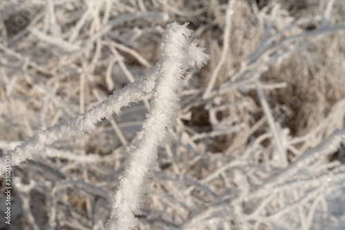 frozen ice branch macro. Frozen tree branch covered with hoarfrost and snow crystals. Extremely cold winter weather concept. Macro view, shallow depth of field. © Luiza