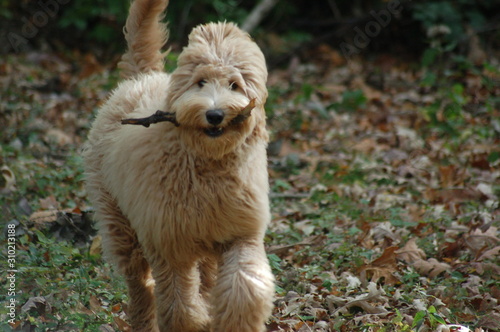 Goldendoodle Playing Fetch