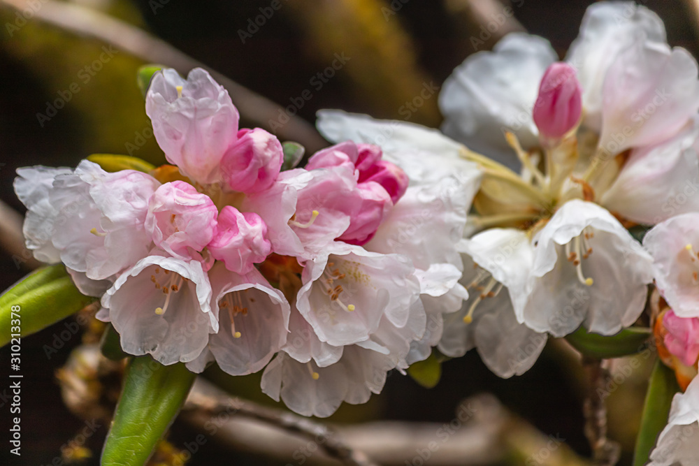 white and pink petals of rhododendrons in full bloom white and pink petals of rhododendrons in full bloom