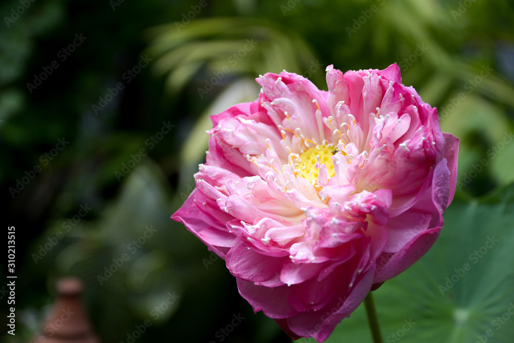 closeup blooming pink lotus in the garden