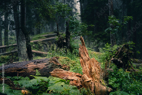 Rotten tree in a primeval alpine forest with deadwood
