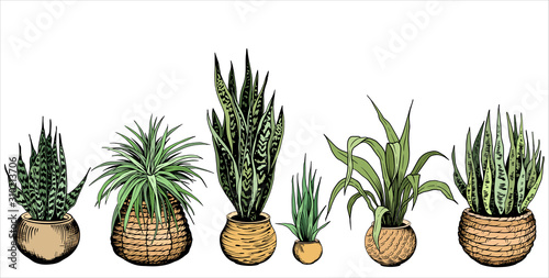 Set of green house plants in different flowerpots. Variegated snake plants. Hand drawn vector illustration isolated on white background.