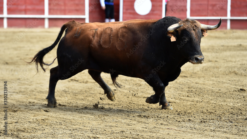 poderoso toro español en una plaza de toros poderoso toro español en una plaza de toros