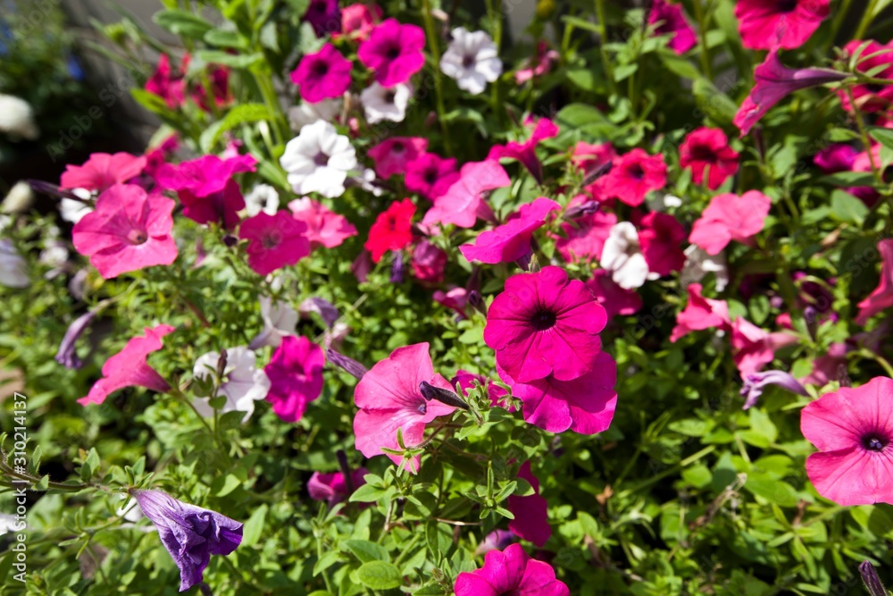 View of flowers blooming in park