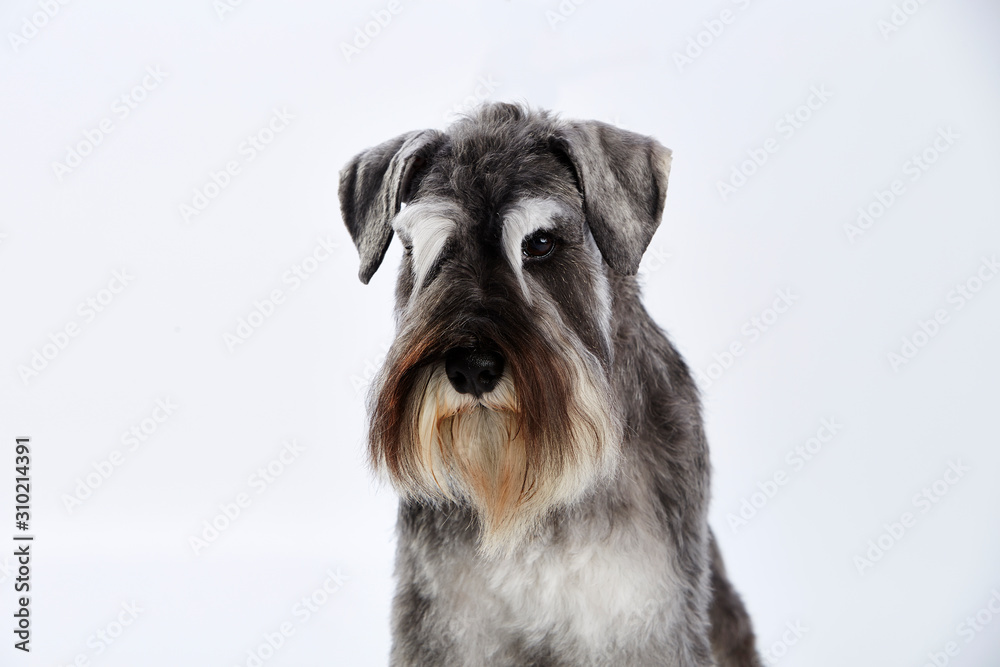 Gray Schnauzer terrier. Studio shot. White background