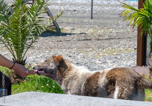 Woman hand, feeding Stray dog, vagrant dog, homeless dog in park