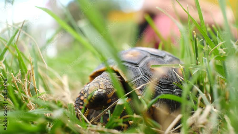 Little Turtle Eating Dry and Dirty Grass in a Green Dry Garden Little Turtle Eating Dry and Dirty Grass in a Green Dry Garden