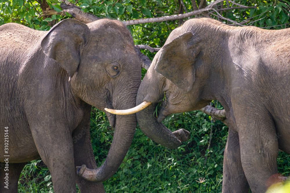 Zwei Sri-Lanka-Elefanten beim Kräftemessen