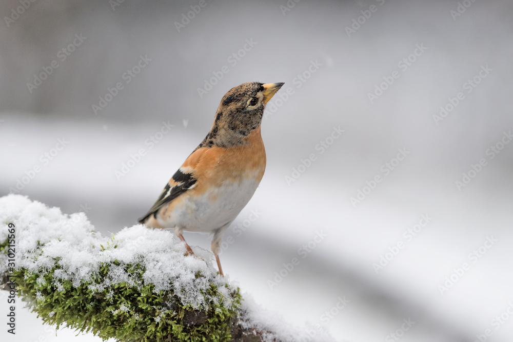 The Brambling under snowflakes (Fringilla montifringilla) The Brambling under snowflakes (Fringilla montifringilla)