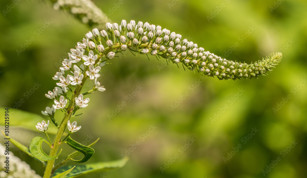 cluster of white gooseneck loosestrife (lysimachia clethroides) blossoms