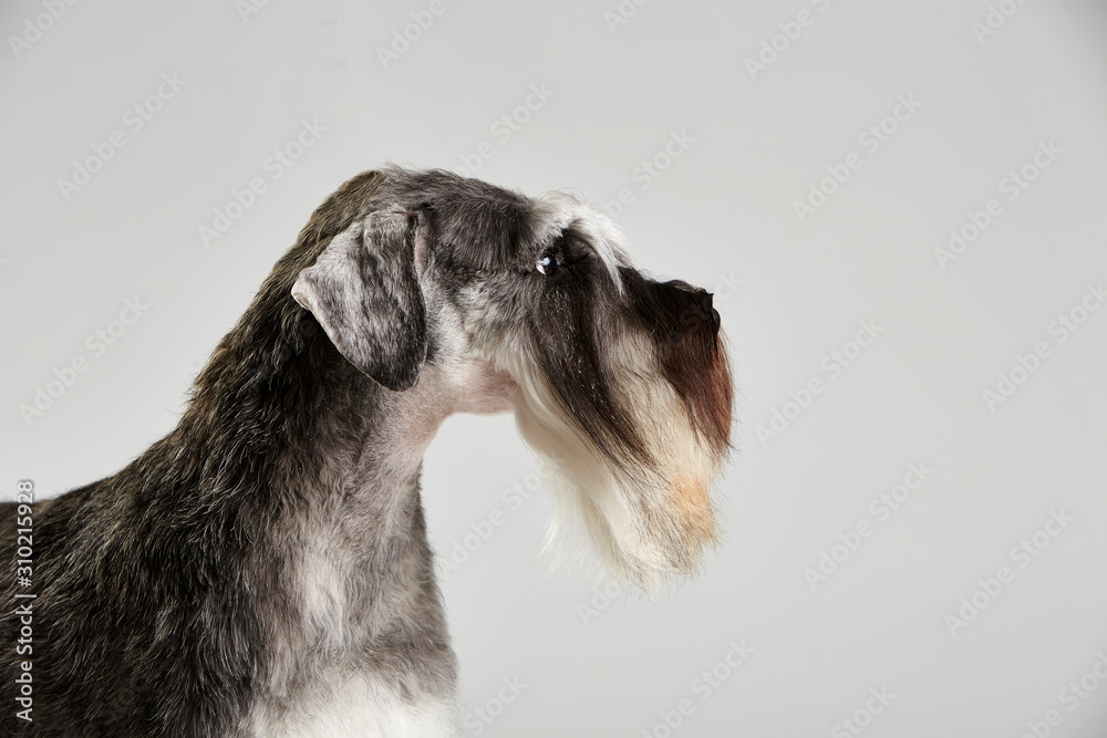 Gray purebred Schnauzer terrier. Dog. Studio shot. White background