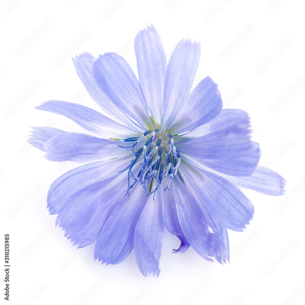 Fototapeta premium Cichorium intybus - common chicory flowers isolated on the white background