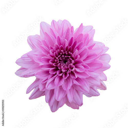 Pink flower chrysanthemum. Garden flower. white isolated background with clipping path.
