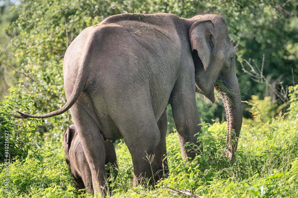 Fototapeta premium Sri-Lanka-Elefant mit Kalb beim Äsen im Busch