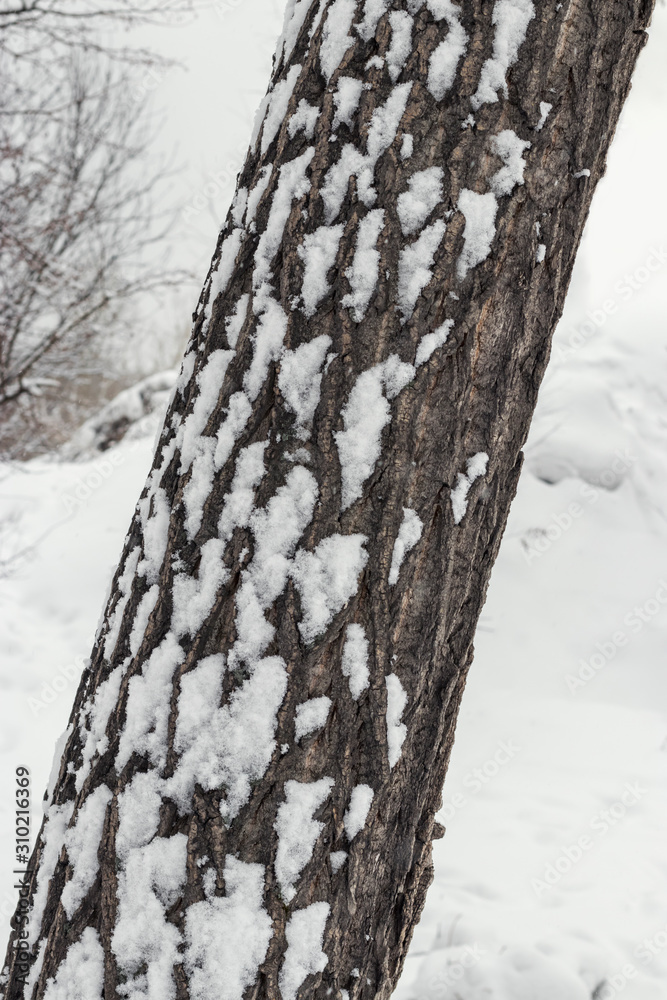 Fototapeta premium A dark tree trunk covered in snow on a winter cloudy day. Texture with bark and snow.