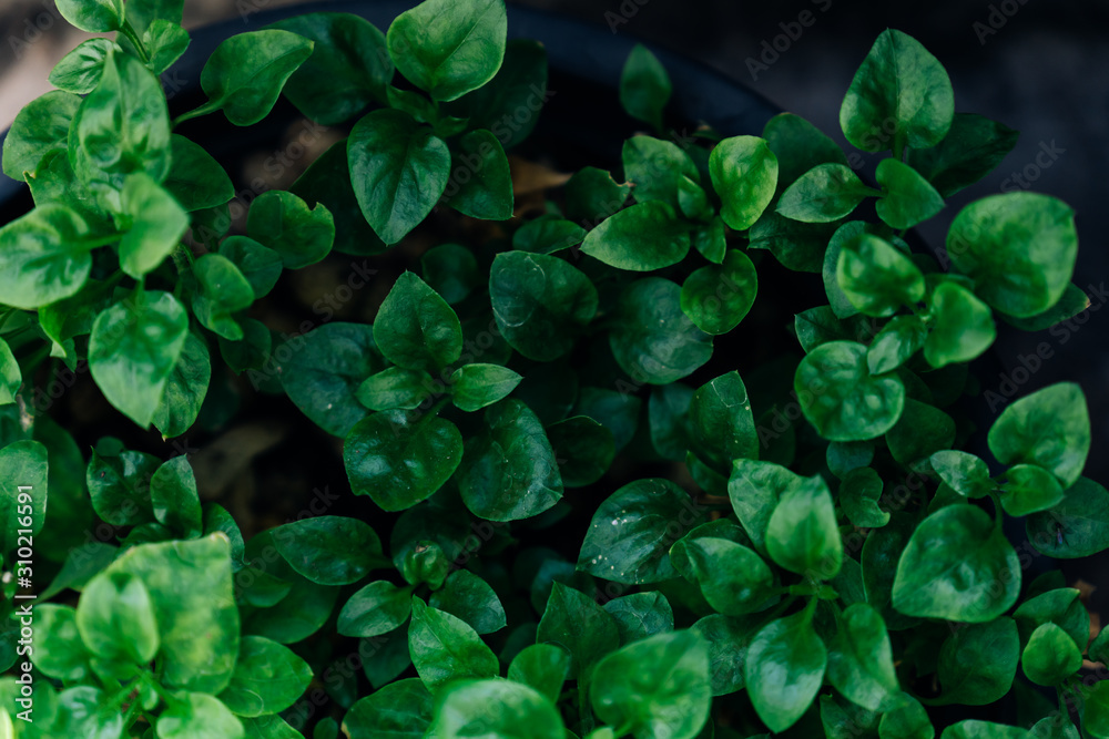Very Green Leaf with contrast background Very Green Leaf with contrast background