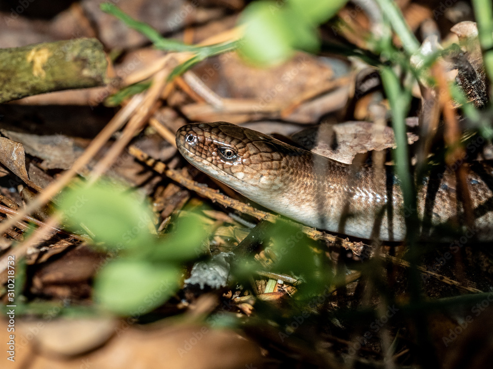 snake snake