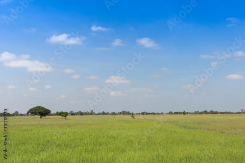 The green trees in the middle of the meadow behind the blue sky and white clouds during the sunny day.