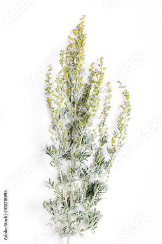Medicinal herbs, Sagebrush, Artemisia, mugwort on a white background. photo